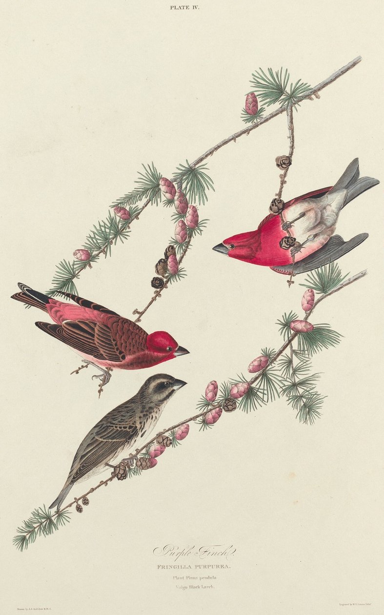 Purpurfink von William Home Lizars after John James Audubon