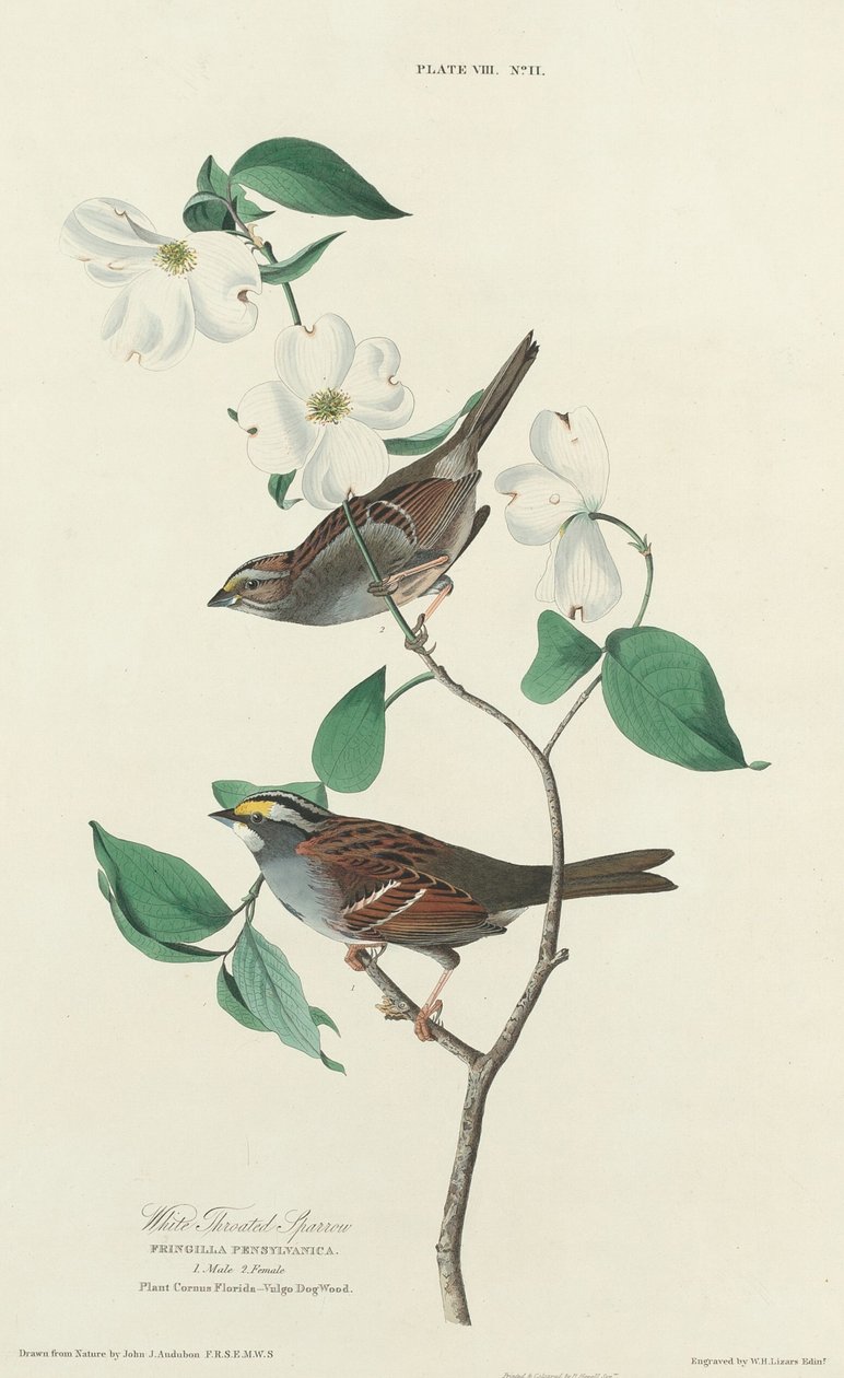 Weißkehlammer von William Home Lizars after John James Audubon