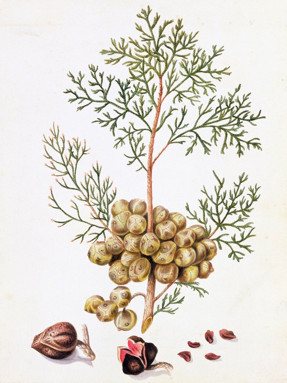 Zypressenblatt und Nüsse von William Hooker