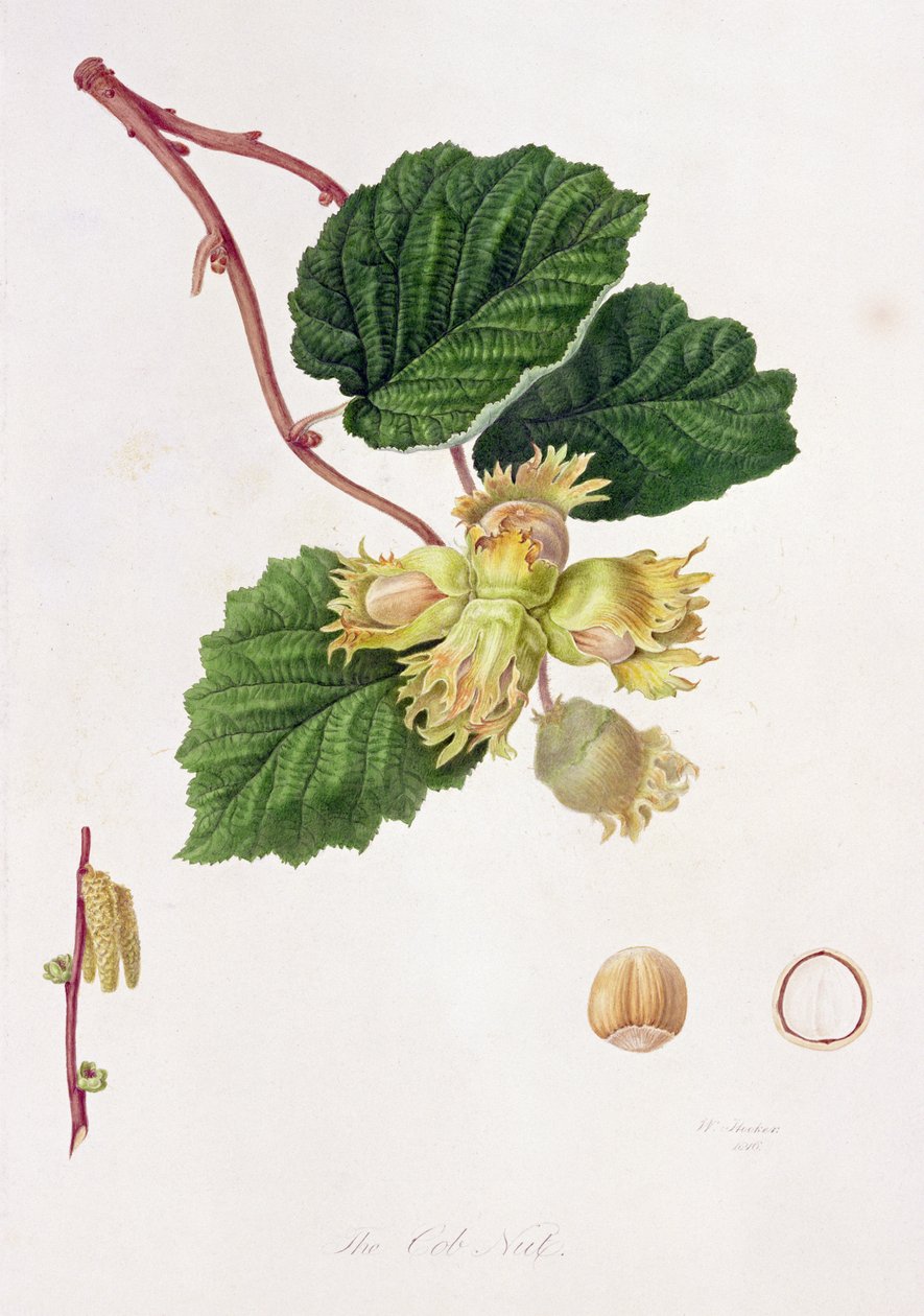 Die Haselnuss, 1816 von William Hooker