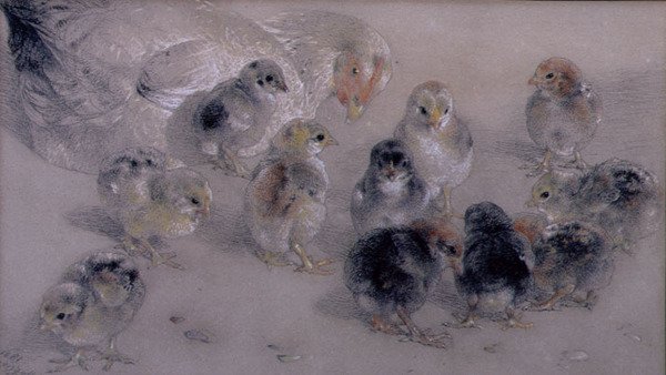 Studie von Hühnern von William Huggins