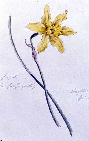 Jonquil, gemalt in Loughton von William James Linton