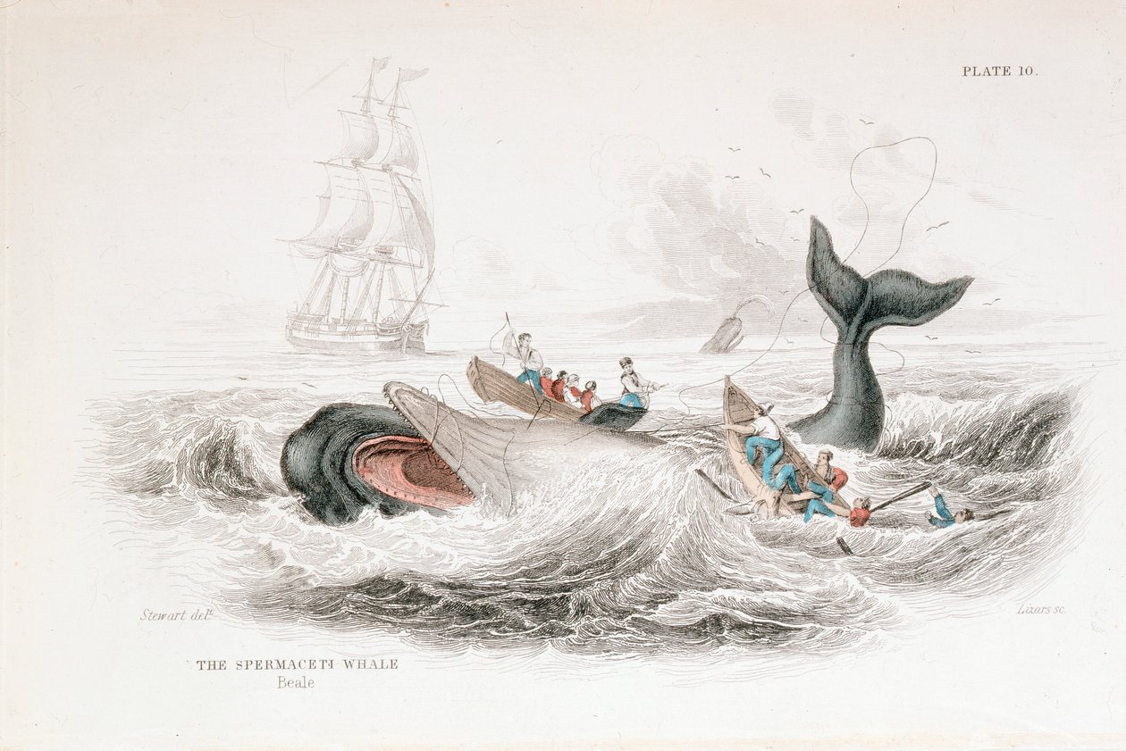 Harpunieren eines Pottwals von William Jardine