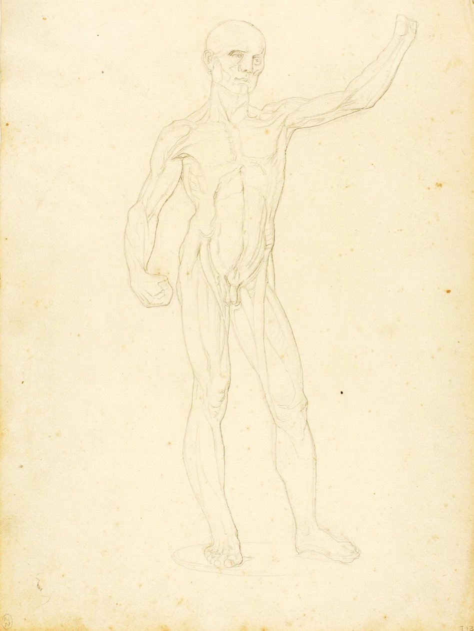 (Ein Ecorche, Vorderansicht) von William Page