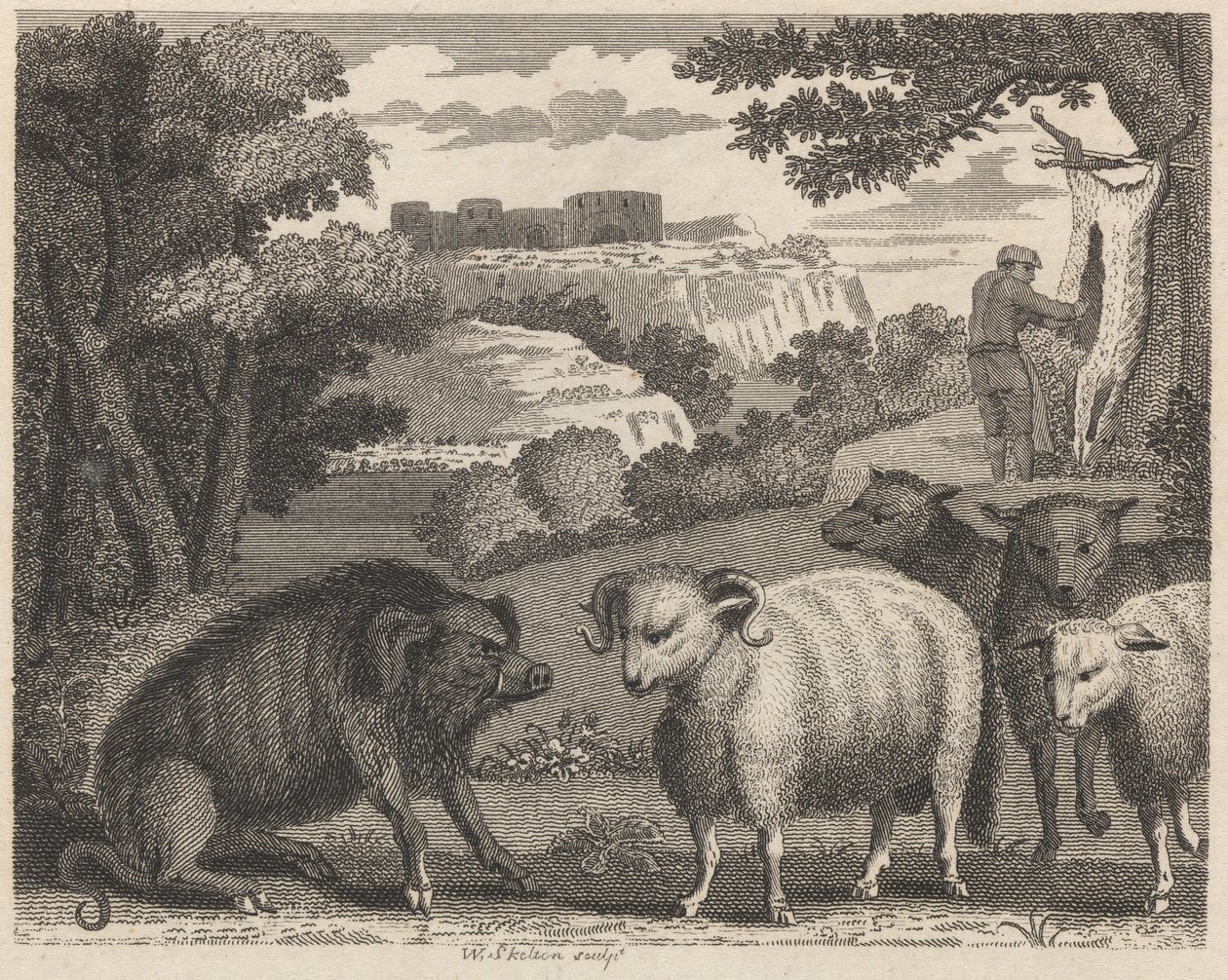 Der wilde Eber und der Widder von William Skelton