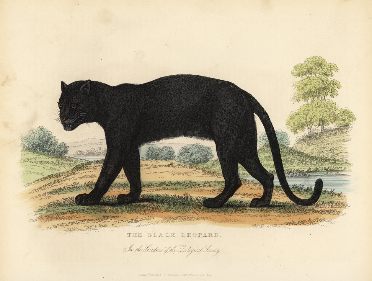 Der schwarze Leopard, Panthera pardus von William Smellie