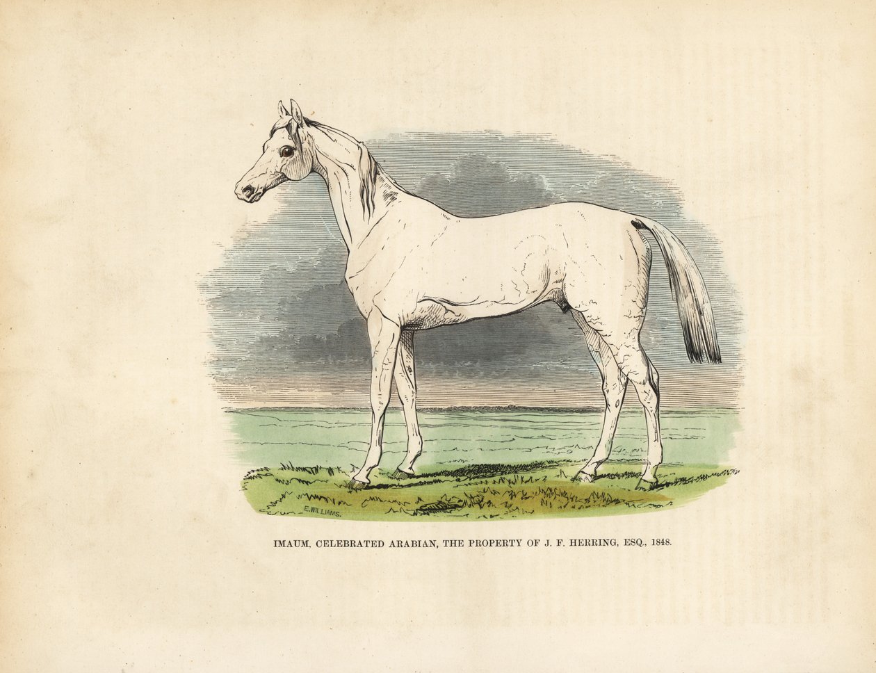 Vollblutaraber Imaum von William Smellie