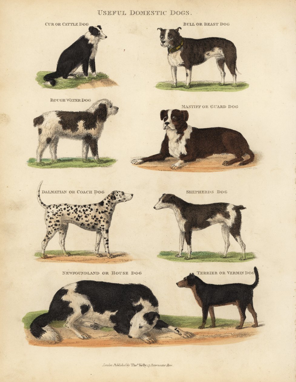 Nützliche Haushunde, Canis lupus familiaris von William Smellie