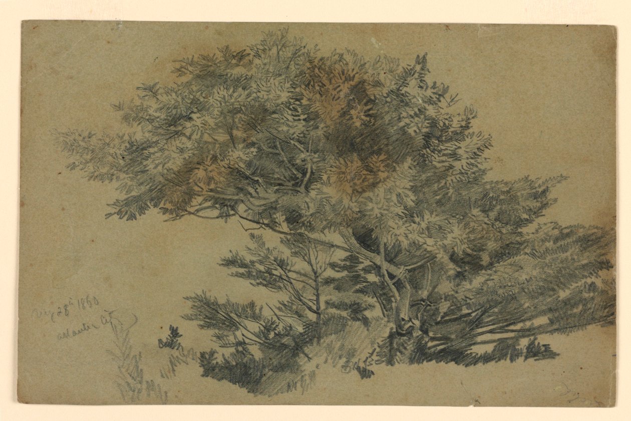 Studie von Laub von William Trost Richards