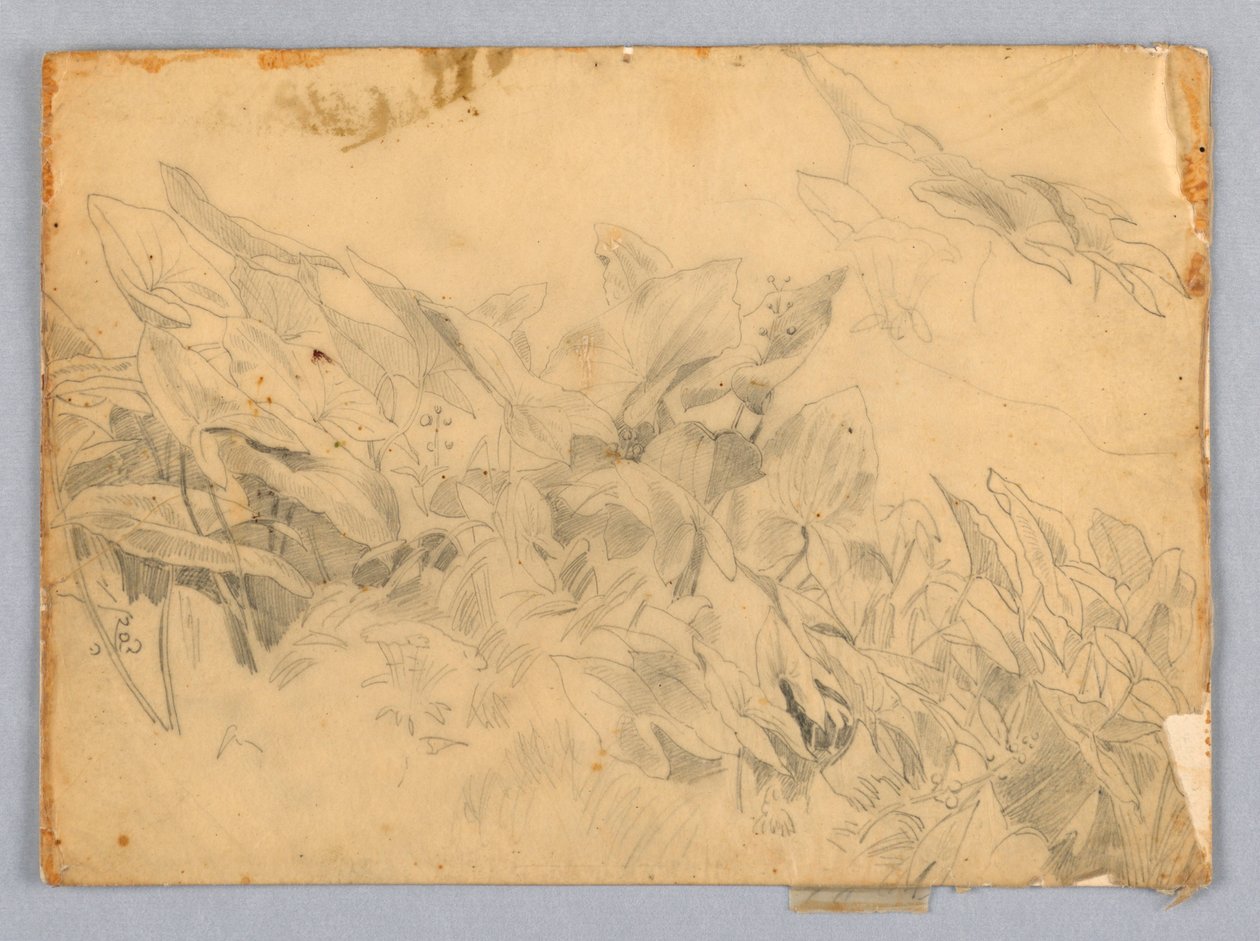 Studie von Laub von William Trost Richards