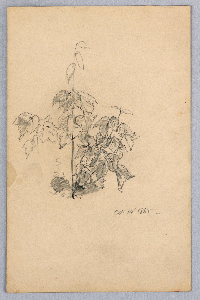 Studie von Laub von William Trost Richards