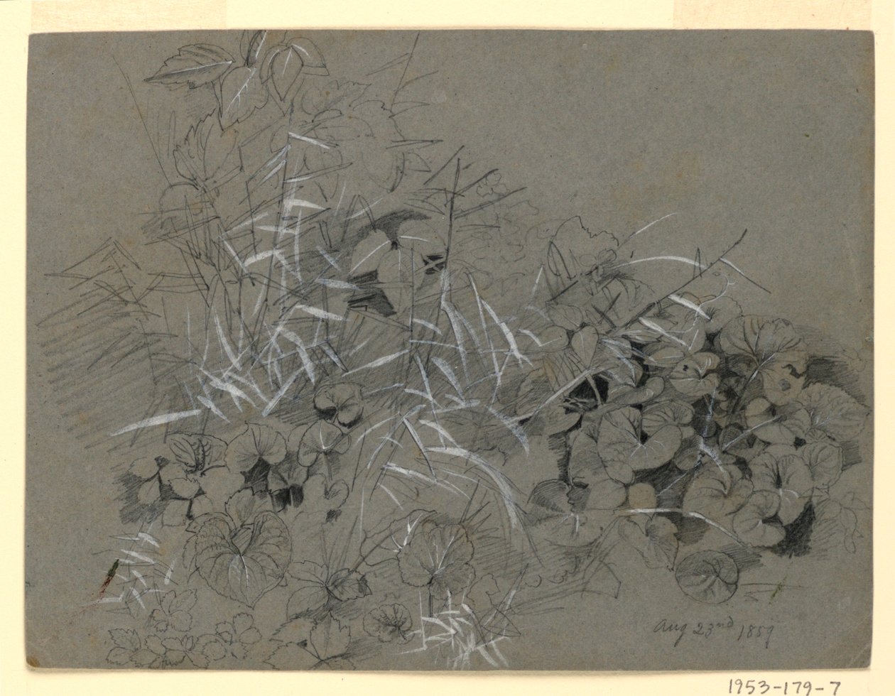Studie von Veilchenblättern und Gras von William Trost Richards