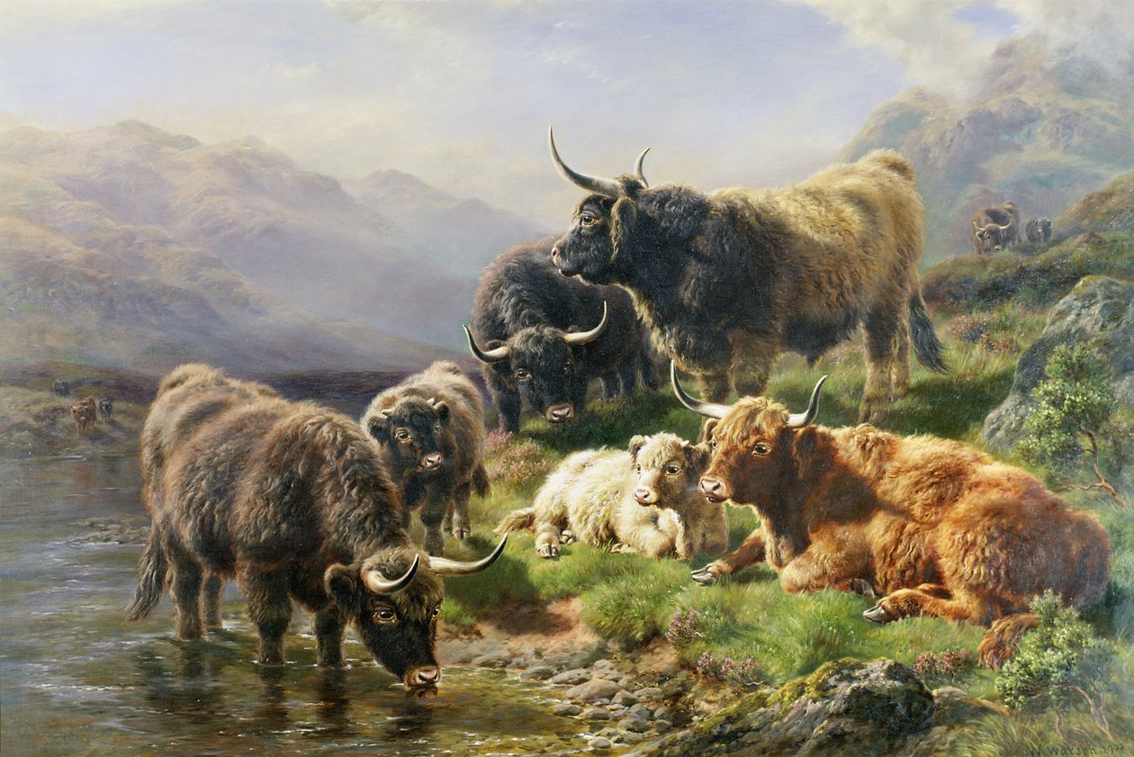 Hochlandrinder von William Watson