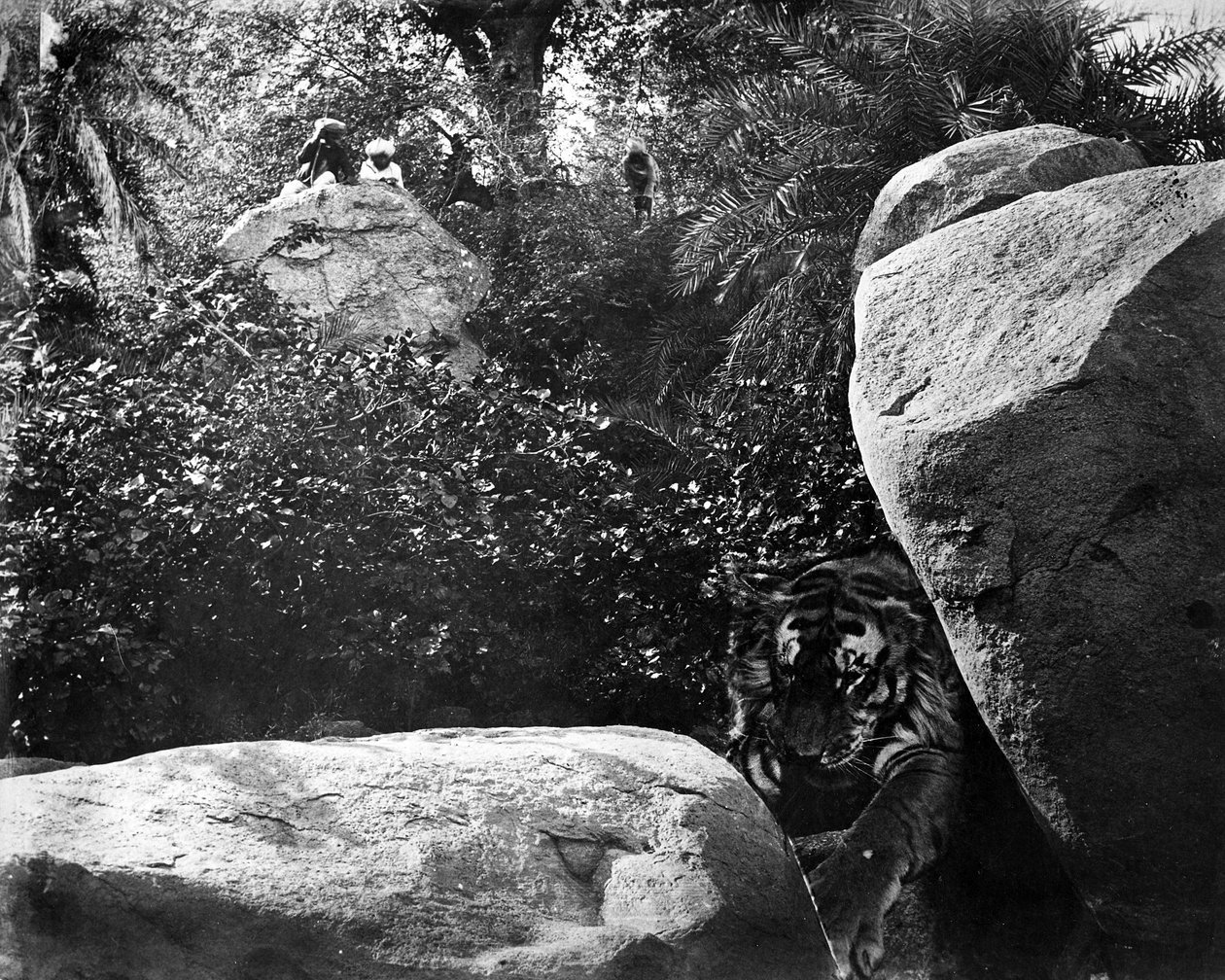 Tigerjagd, Indien, ca. 1870er Jahre von Willoughby Wallace Hooper