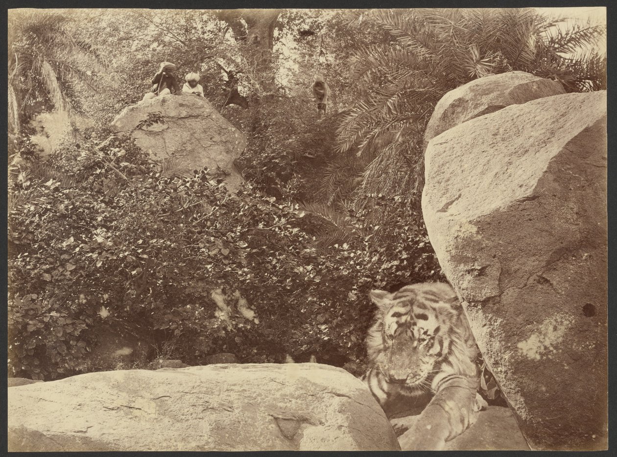 Tiger auf Felsen von Willoughby Wallace Hooper
