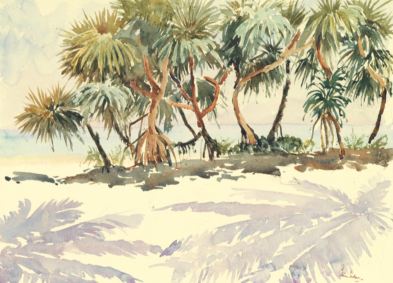 Stroh Bäume, Bentota von Wilson Clive