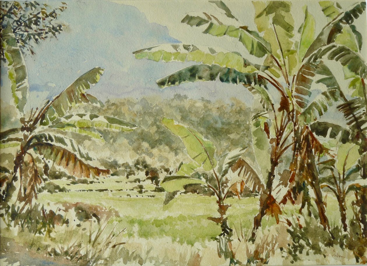 740 Bananenbäume, Ramboda von Wilson Clive