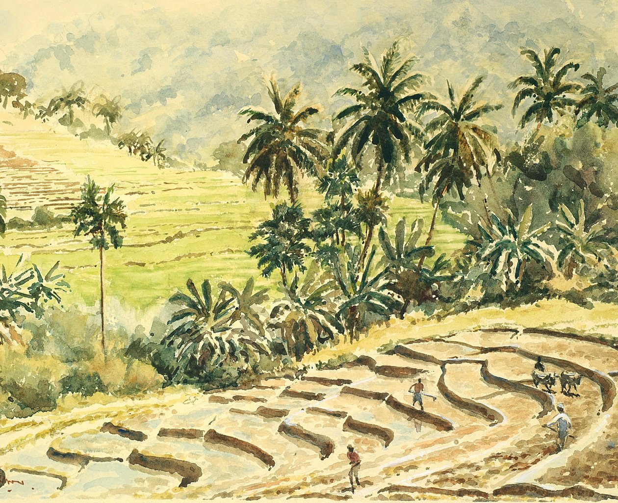 741 Dunhinda, Vorbereitung der Reisfelder von Wilson Clive