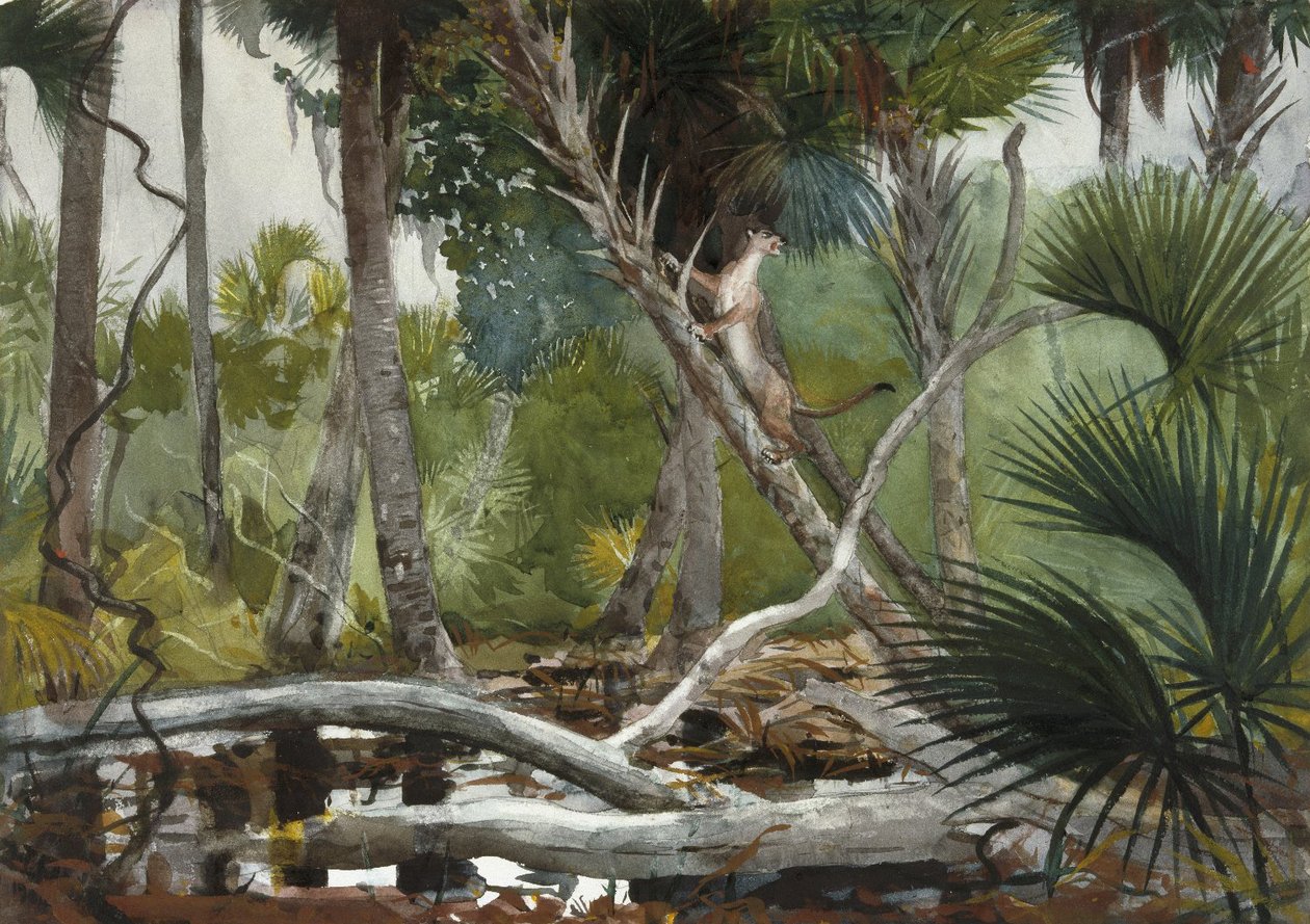 Im Dschungel, Florida von Winslow Homer