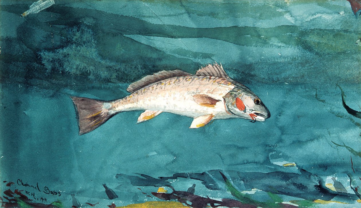 Kanalbarsch von Winslow Homer