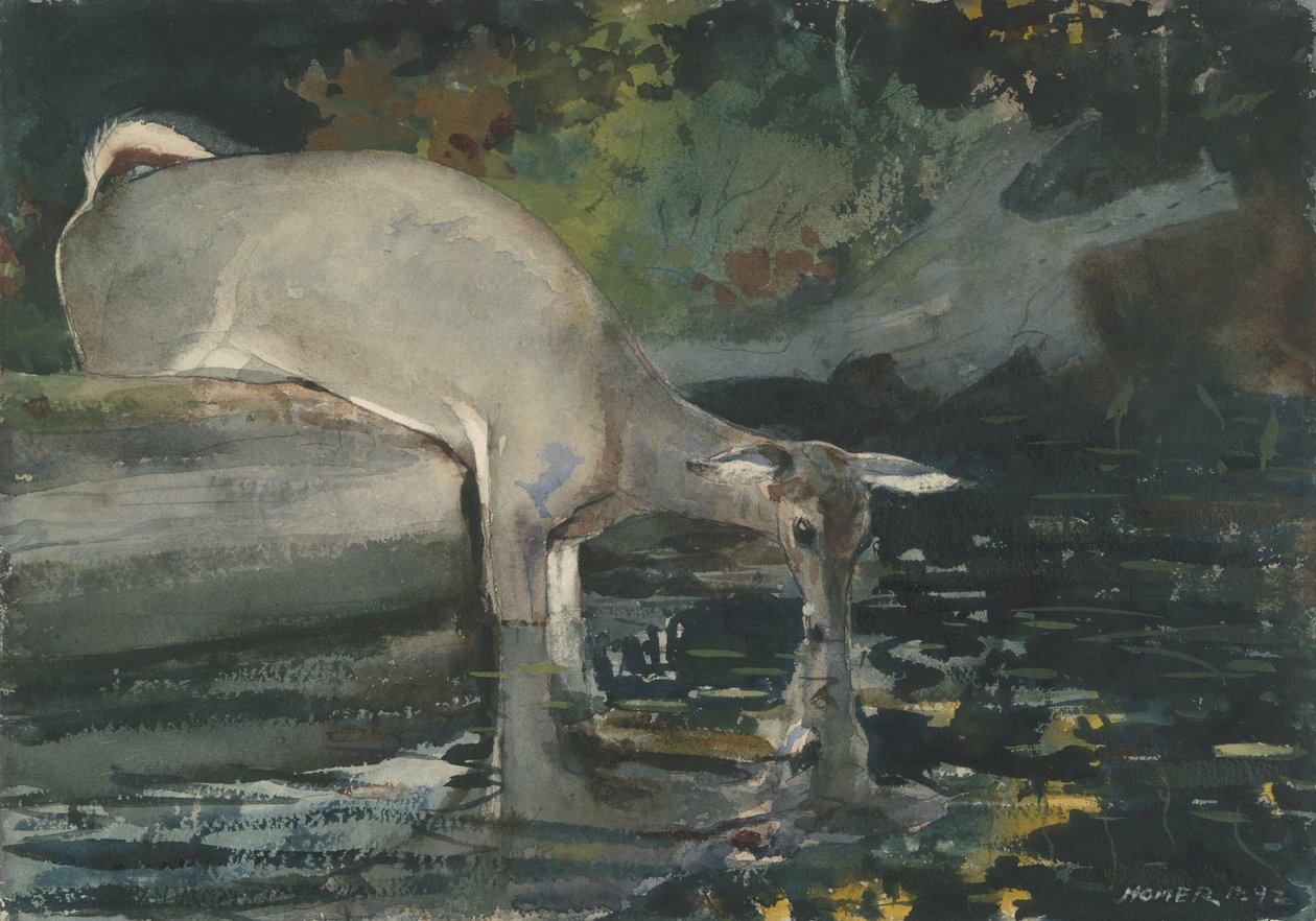 Trinkende Hirsche, 1892 von Winslow Homer