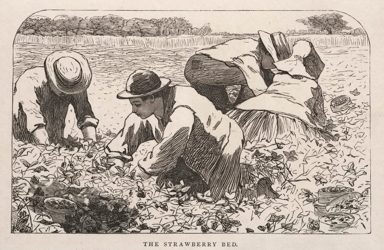 Das Erdbeerbeet von Winslow Homer