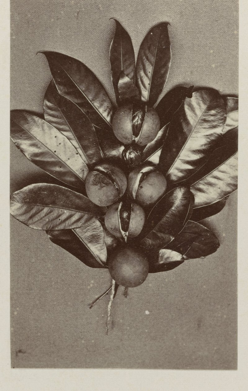 Muskatnuss von Woodbury and Page