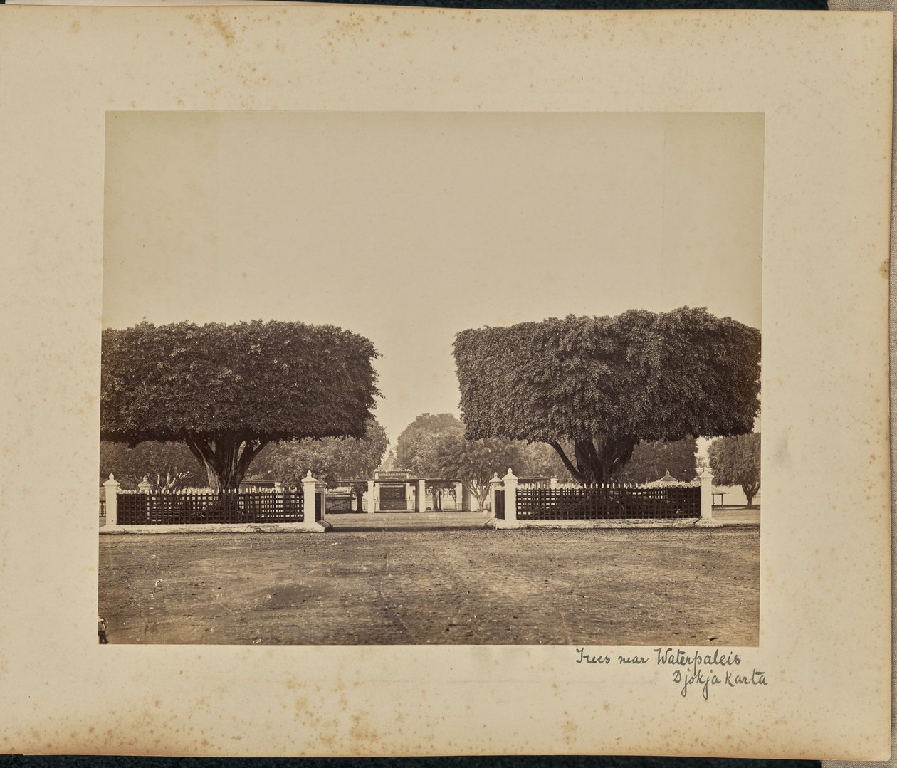 Bäume in der Nähe des Wasserpalastes, Djokjakarta von Woodbury and Page