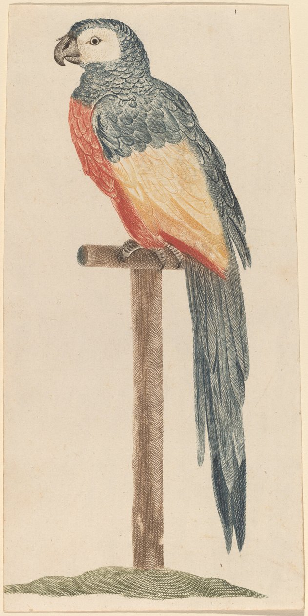 Papagei, 1680er-1690er Jahre von Workshop of Johann Teyler