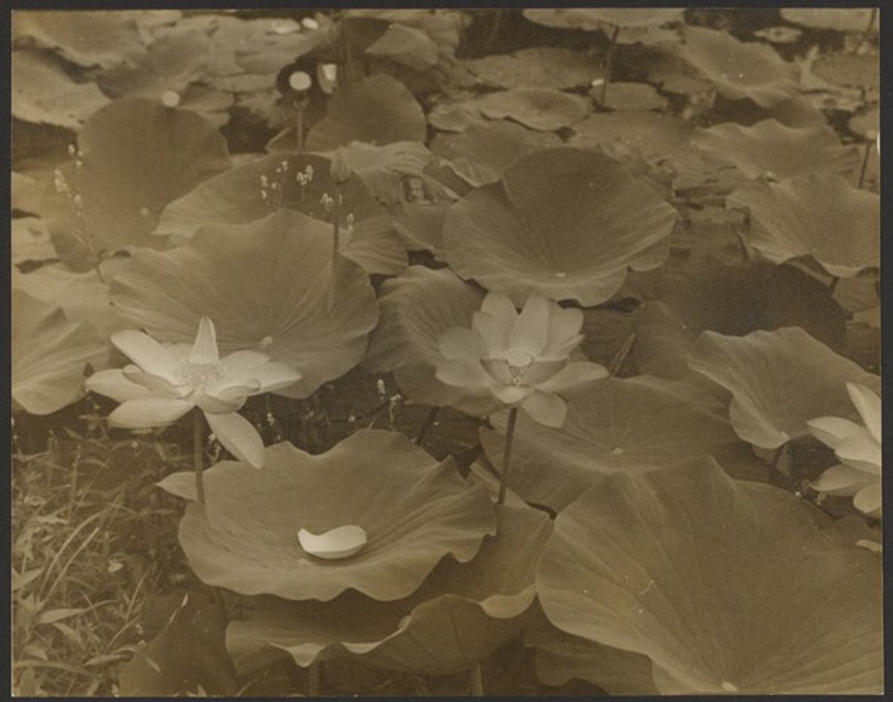 Lotus von Yasuo Kuniyoshi