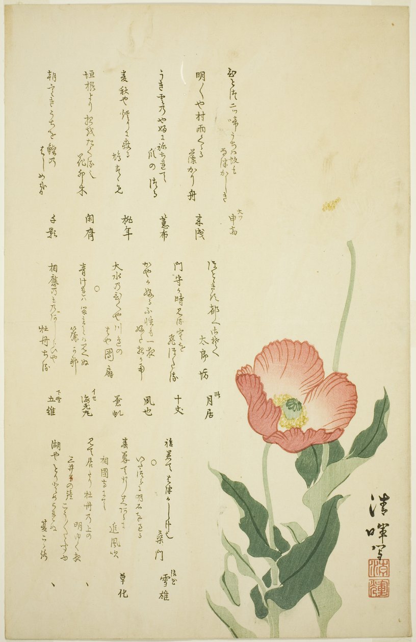 Zwei Mohnblumen von Yokoyama Seiki