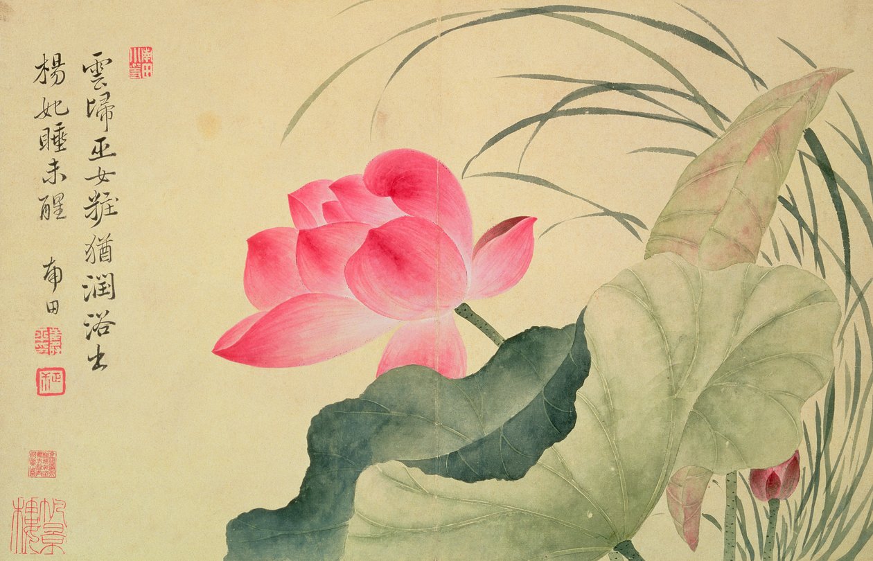 Lotusblume, von Yun Shou-P