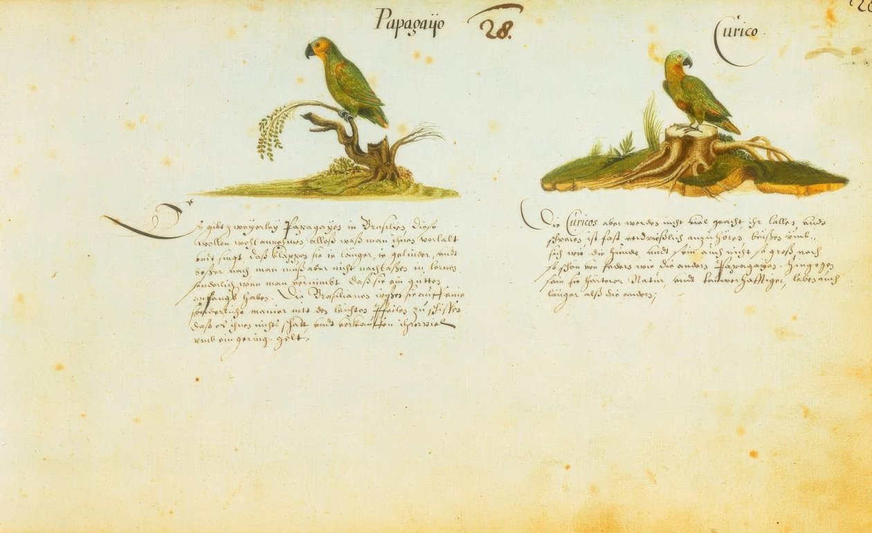 Zacharias Wagner, Papagayo / Curico von Zacharias Wagner