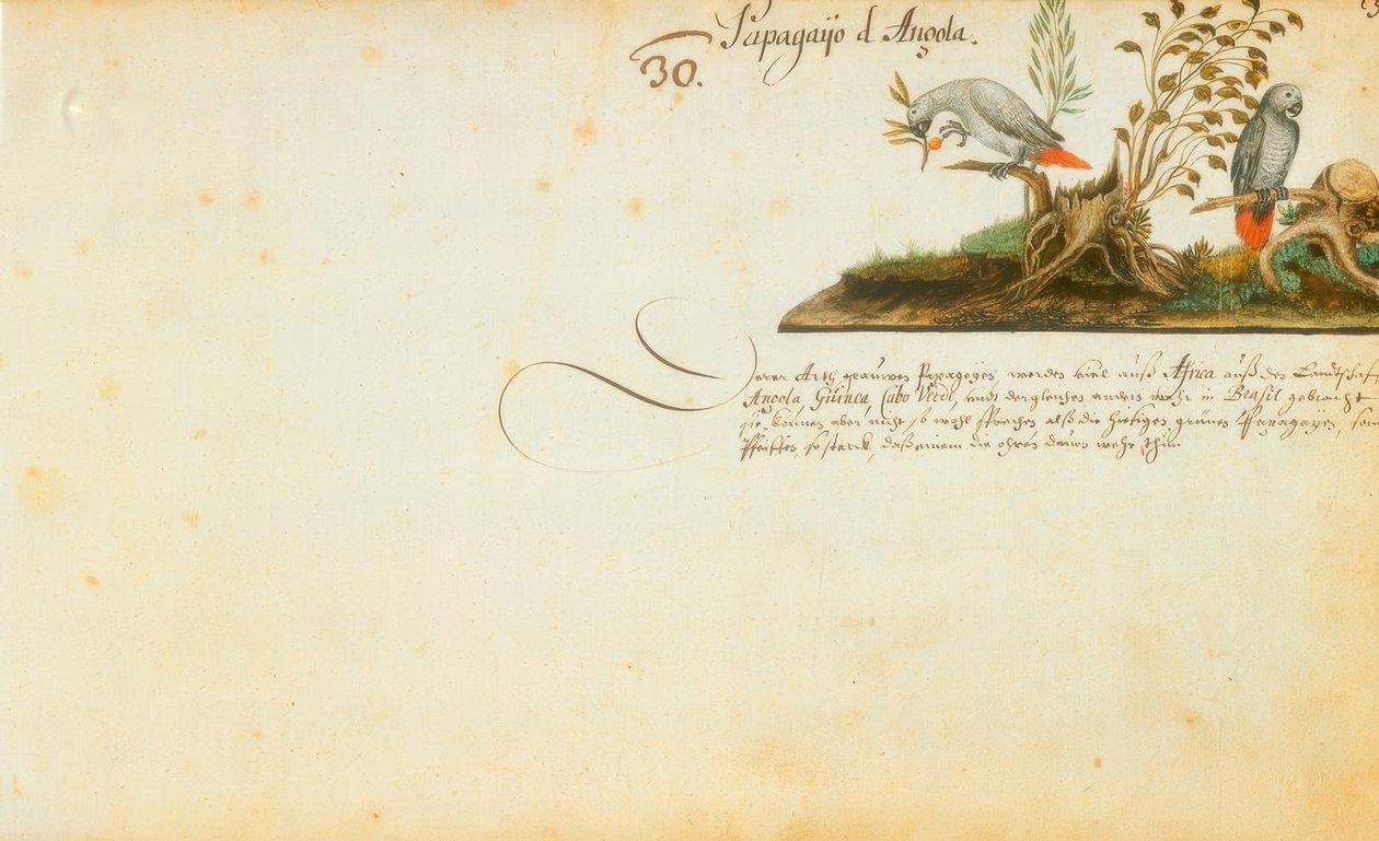 Zacharias Wagner, Papageien von Zacharias Wagner