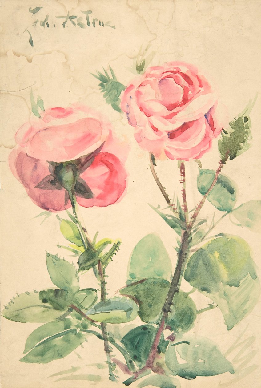 Zwei Rosen, ca. 1884-1904 von Zacharie Astruc