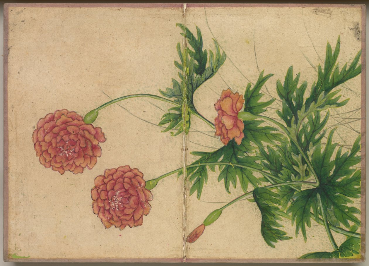 Schreibtischalbum: Blumen- und Vogelmalereien (Pfingstrose) von Zhang Ruoai