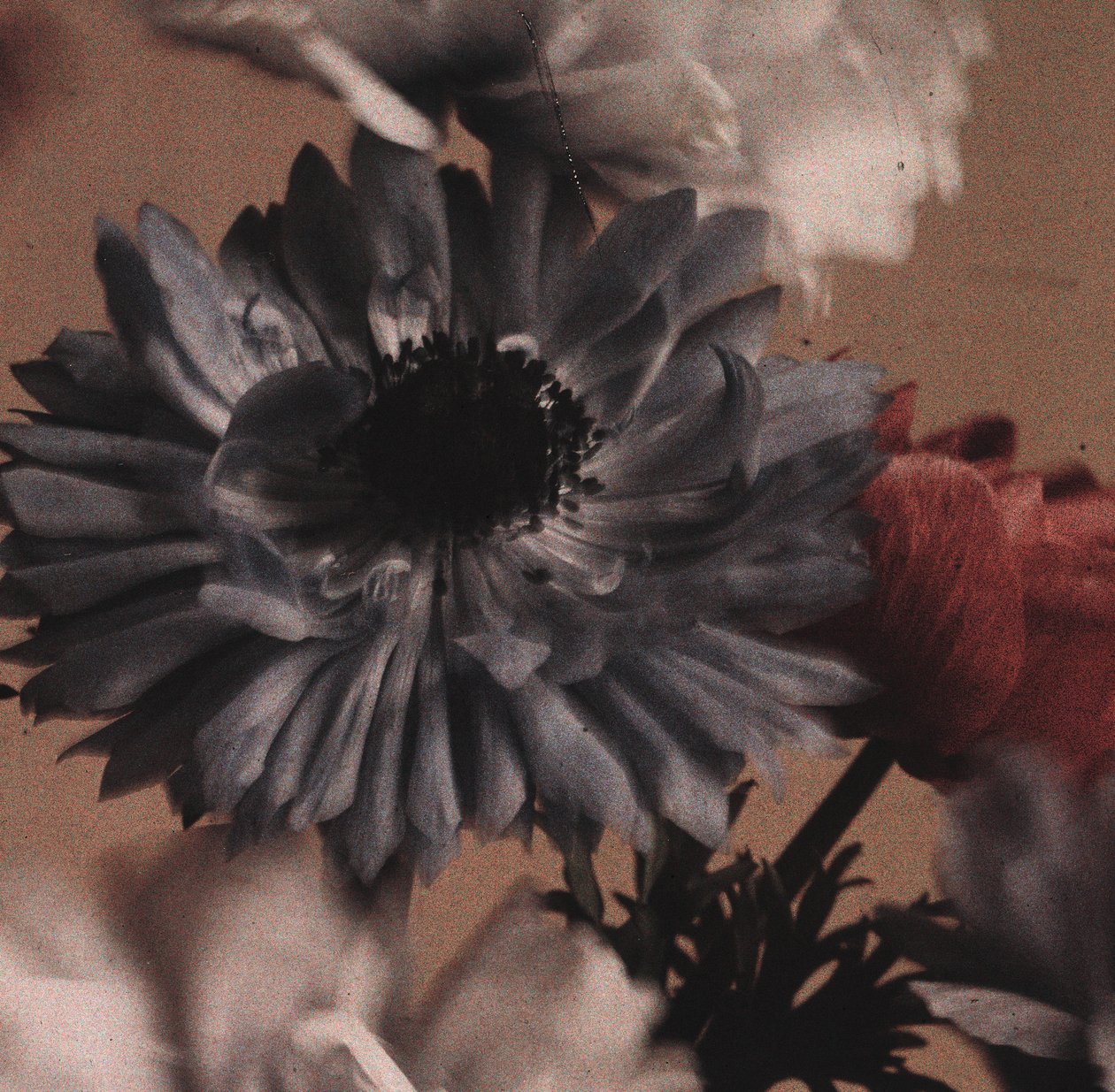 Anemones (Anemonenblumen) von Frederick (attr. to) Barnard