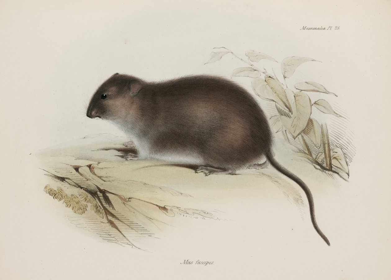 Busch- oder Braunfußratte, Australien, ca. 1832-1836 von John Pardon