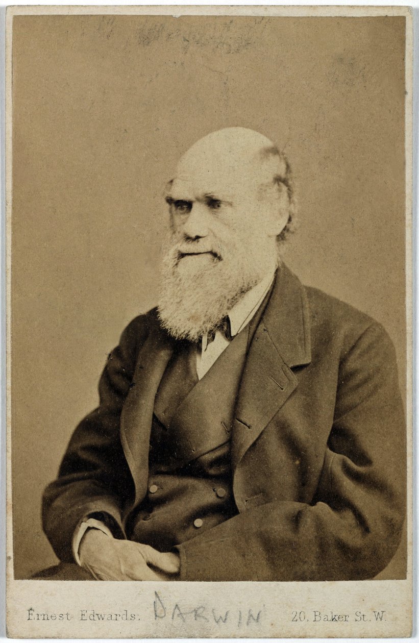 Charles Darwin, englischer Naturforscher, ca. 1870er von Ferdinand Georg Waldmuller