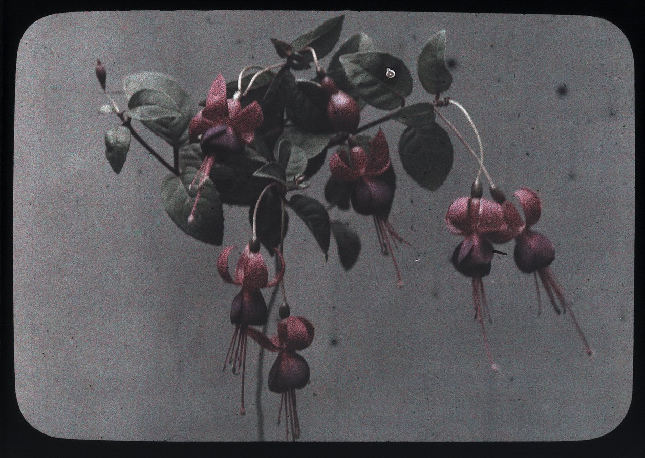 Fuchsia von Frederick (attr. to) Barnard