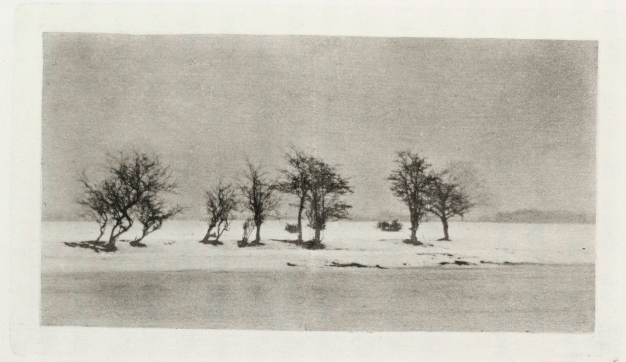 Knotige Dornbäume von Frederick (attr. to) Barnard