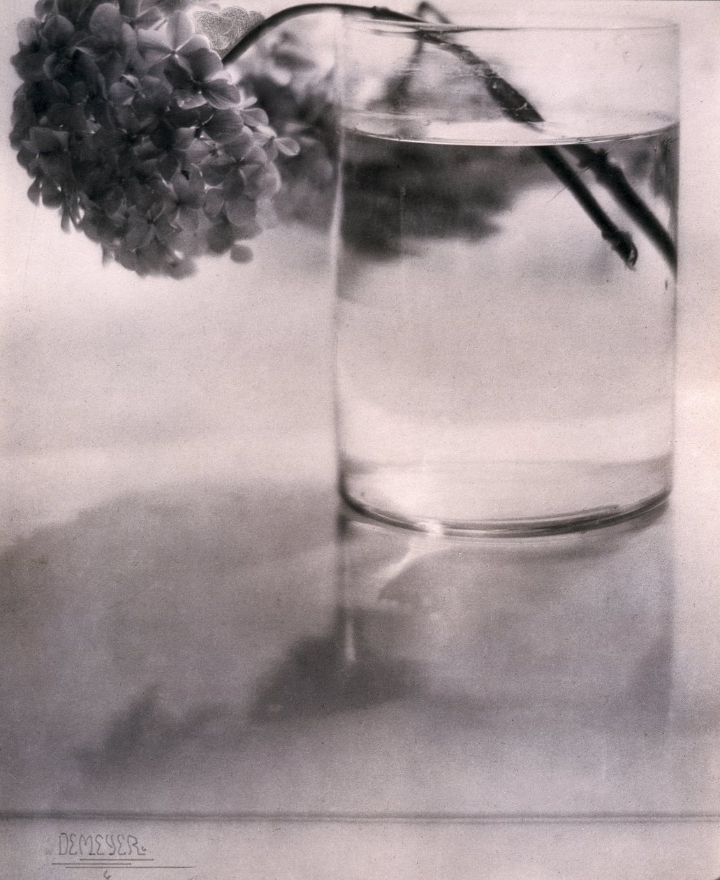 Hortensie von John Pardon
