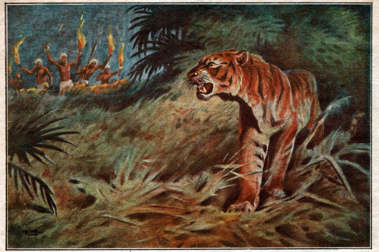 Menschenfressender Tiger von . .