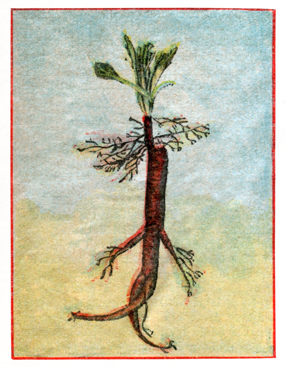 Mandragora von . .