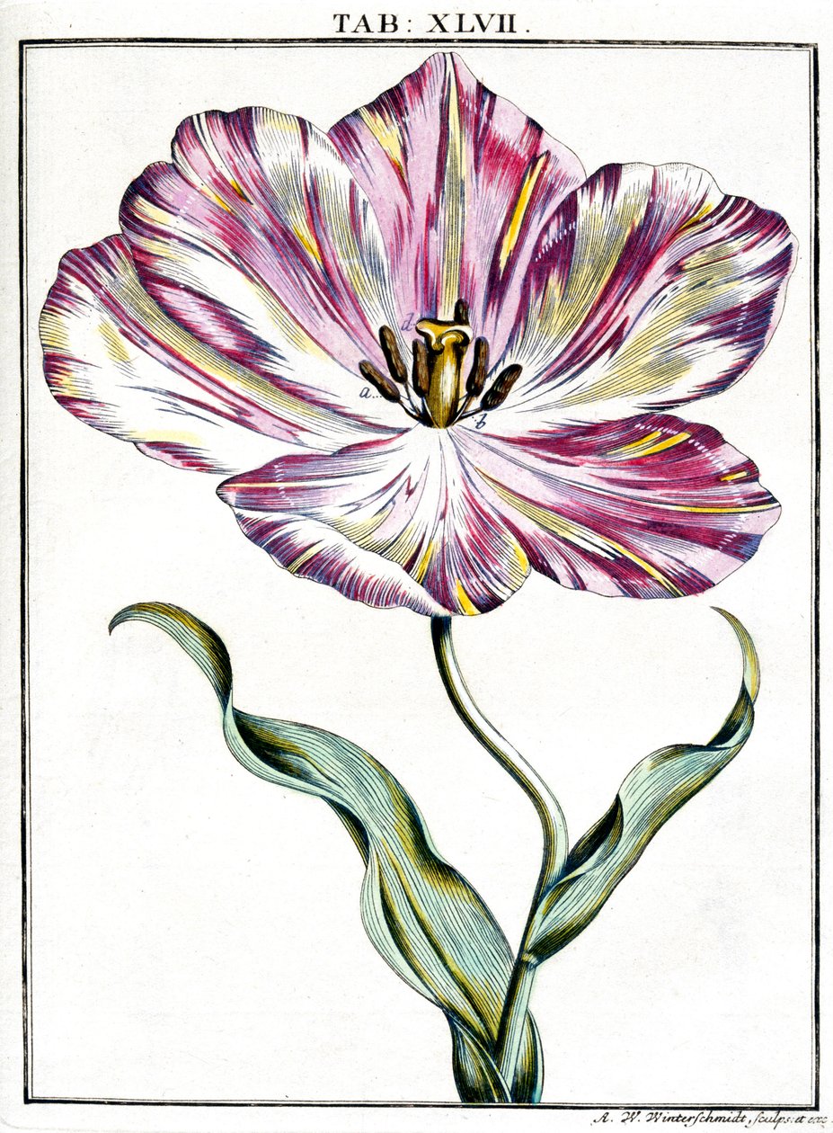 Mikroskopie von Frederick (attr. to) Barnard