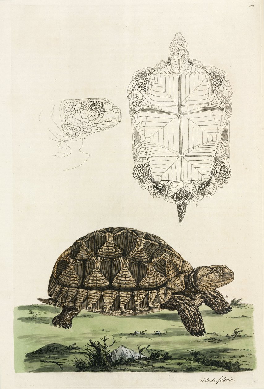 Spornschildkröte von John Pardon