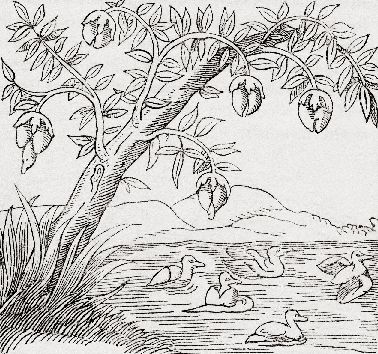 Der Vogelbaum von . .