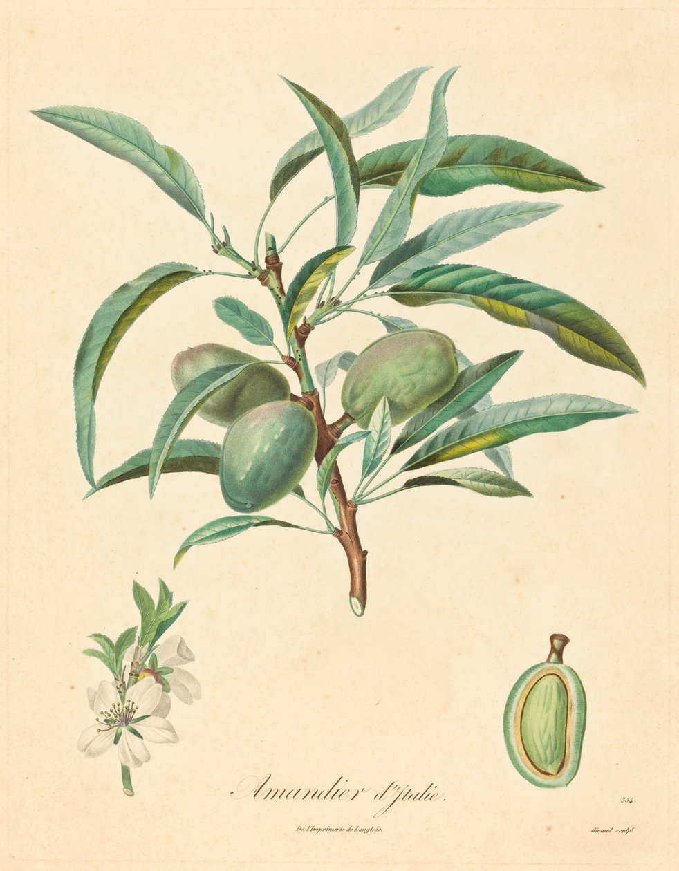 Italienische Mandel von after A. Poiteau
