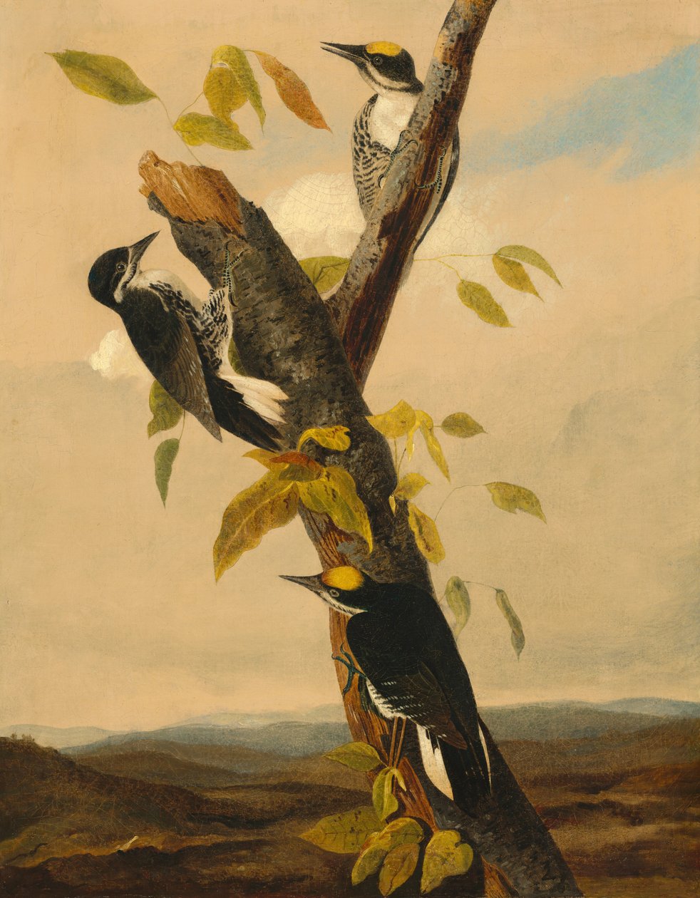 Dreizehenspecht von after John James Audubon Joseph Bartholomew Kidd