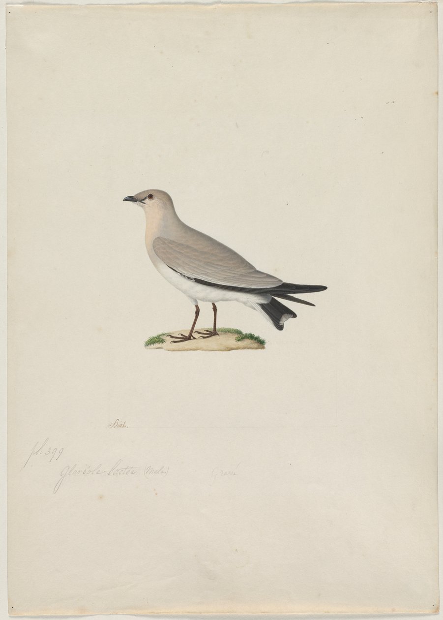 Kleine Pratincole (Glareola lactea) von attributed to Paul Hüet